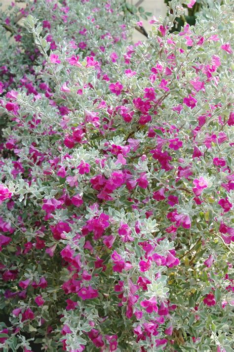 芙蓉樹照顧|紅花玉芙蓉照顧,花語,花期,学名,英文名,常見病蟲害和繁殖方法